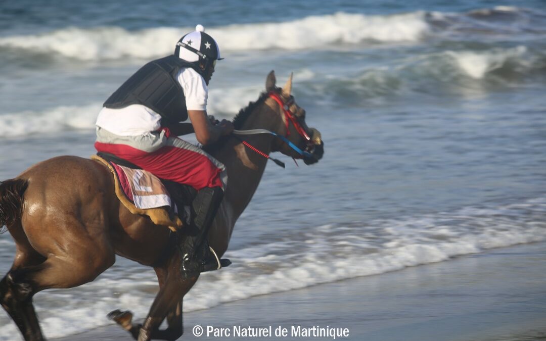 Courses de chevaux sur le bord de mer