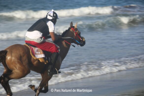 Course de chevaux sur la plage en Martinique