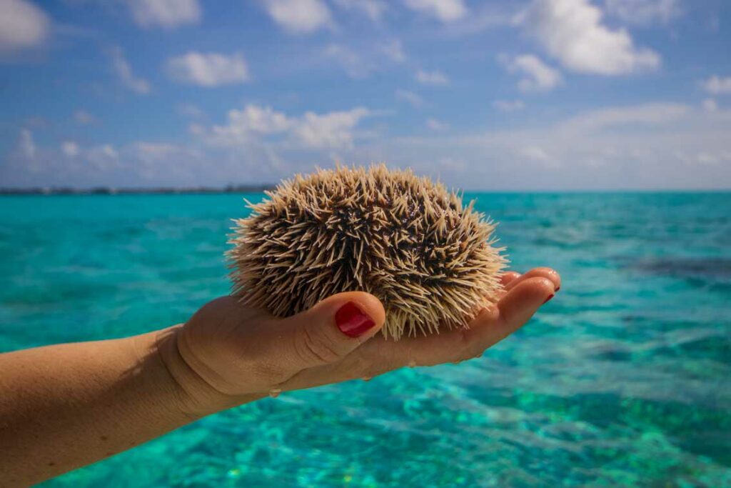 Oursin blanc Martinique Guadeloupe