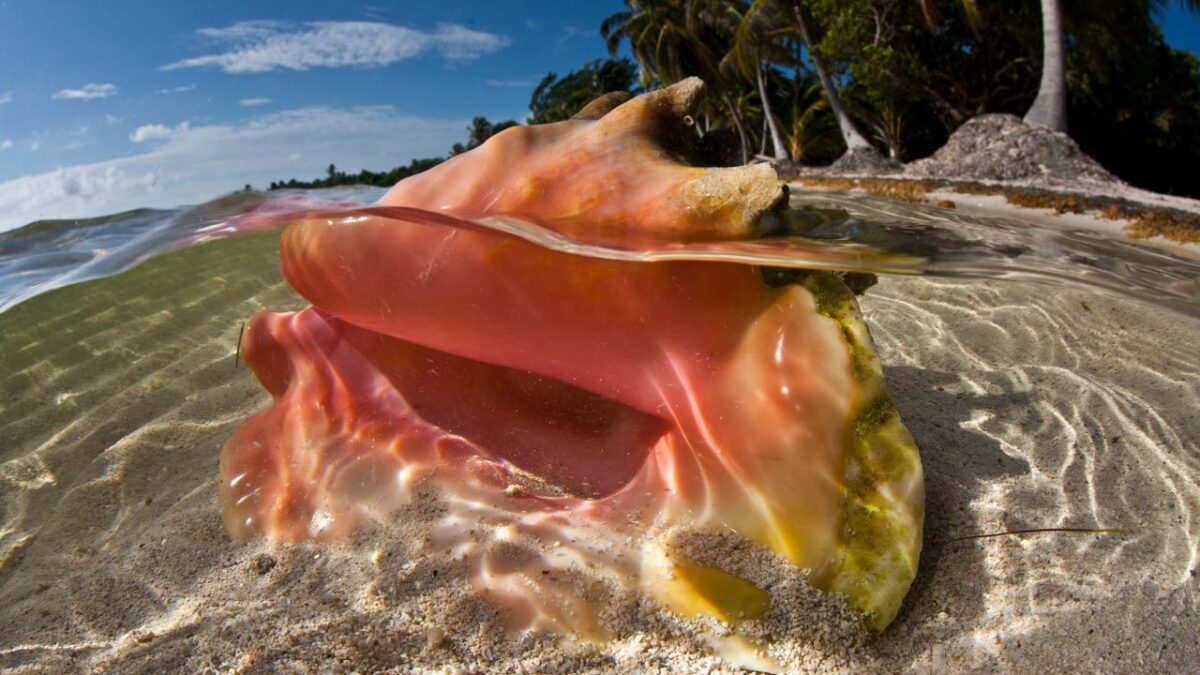 La lambi, le plus gros coquillage de la Caraïbe