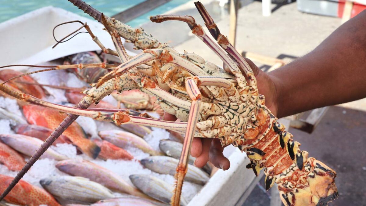 La langouste : histoire d’un met devenu rare