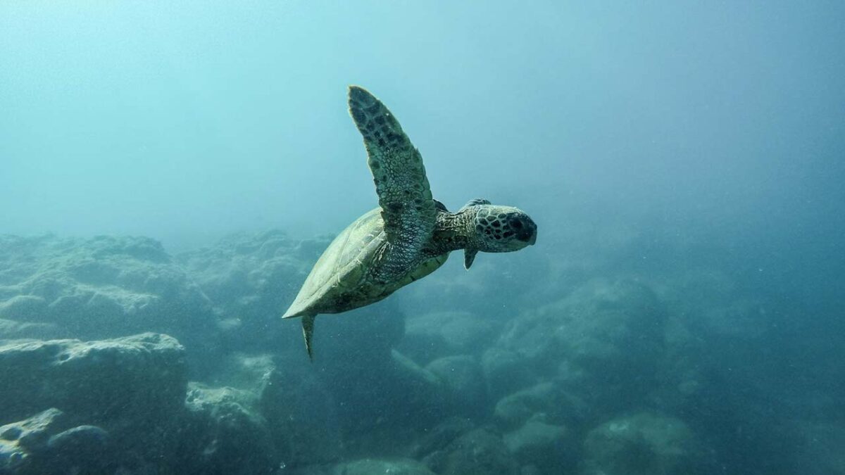 Partez  à la découverte des tortues de Martinique